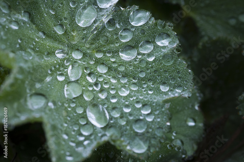 Dewdrop on abstract green leaf, macro © Dorothea