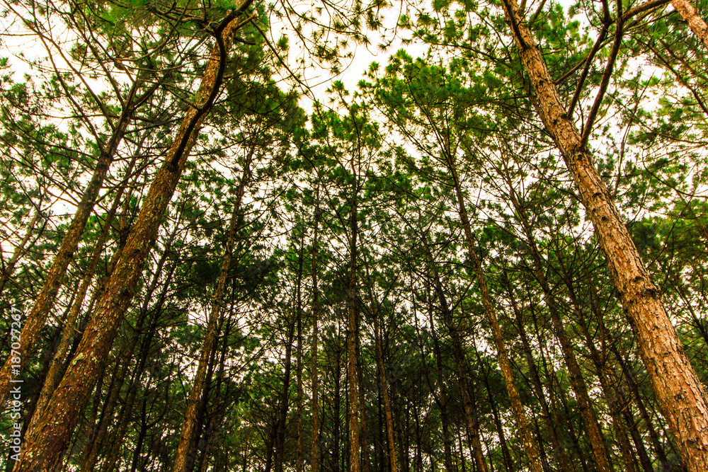 Obraz premium Pine tree in autumn forest, landscape.