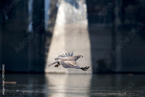 Juvenile eagle flying over water looking for food