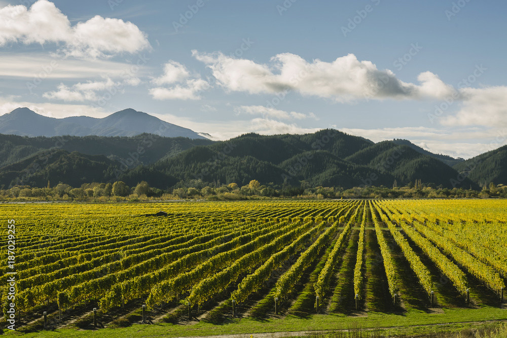 Vineyards in Marlborough Region Vineyards in Marlborough Region