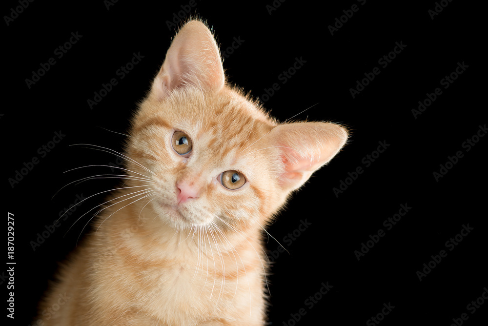 Obraz premium cute cat