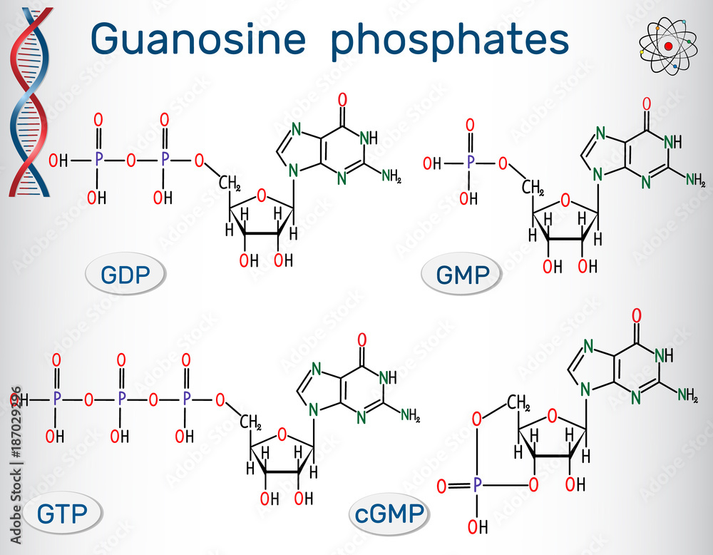 Guanosine phosphates (guanosine triphosphate, guanosine diphosphate