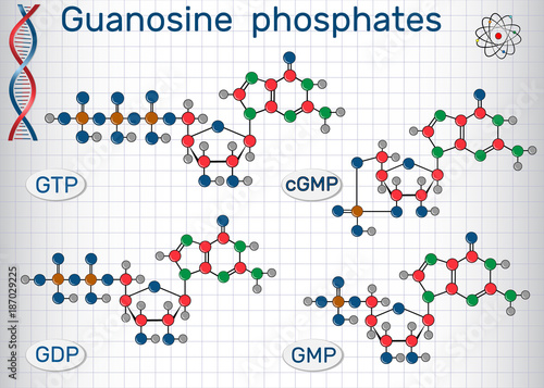 Guanosine phosphates (guanosine triphosphate, guanosine diphosphate, guanosine monophosphate, cyclic guanosine monophosphate). Sheet of paper in a cage. Vector illustration