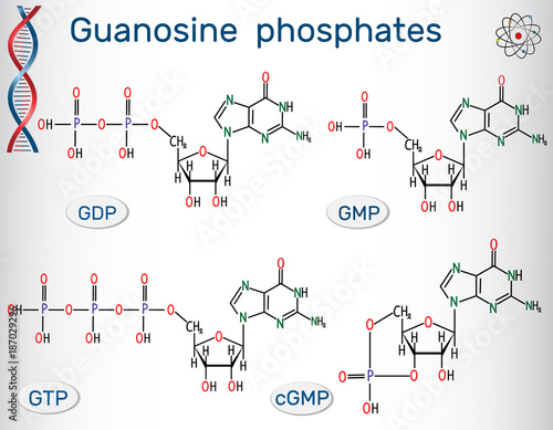 Guanosine phosphates (guanosine triphosphate, guanosine diphosphate, guanosine monophosphate, cyclic guanosine monophosphate).
Vector illustration
