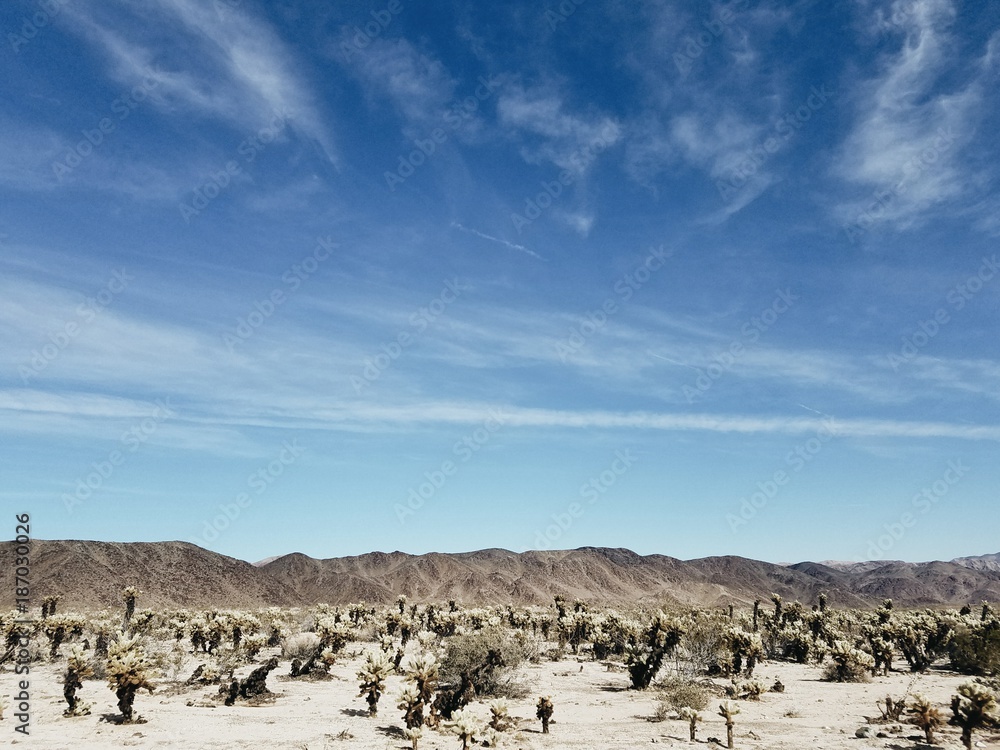 Cholla Cactus Garden in Joshua Tree National Park at Midday Cholla Cactus Garden in Joshua Tree National Park at Midday