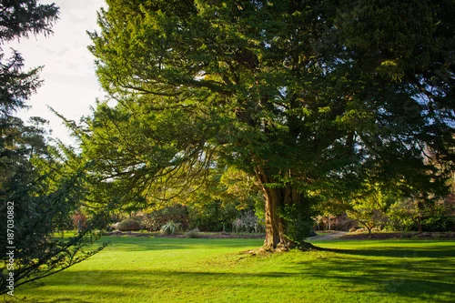 Obraz Stary cisowy drzewo w formalnym ogródzie