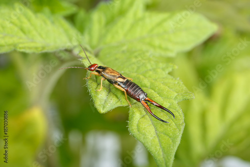 Adult male earwig at orchard, over a tomato plant leaf. Forficula auricularia is a well known insect pest in farming
