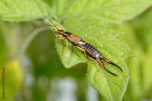 Earwig licks its left antenna. Beautiful golden and reddish male exemplar of Forficula auricularia over a leaf of tomato plant