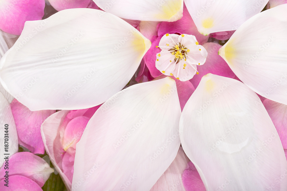 environment, treatment, growing concept. marvelous background created of numerous of delicate thin petals in white and pink colour thar are floating on the surface of water