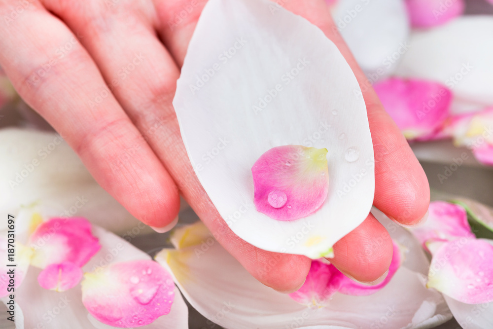nature, environment, care concept. on the edge of the palm of caucasian woman there are few petals placed one in other, white of tulip bud and small pink from cherry bloom nature, environment, care concept. on the edge of the palm of caucasian woman there are few petals placed one in other, white of tulip bud and small pink from cherry bloom