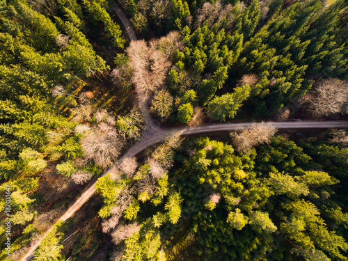 Aerial view: road in forest in autumn photo