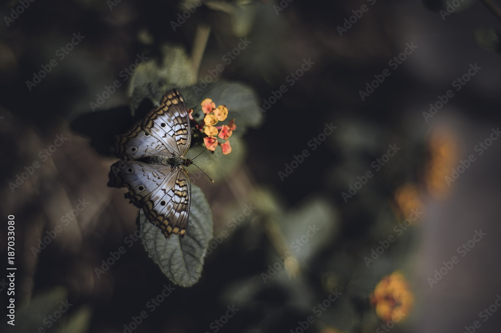 Butterfly Butterfly