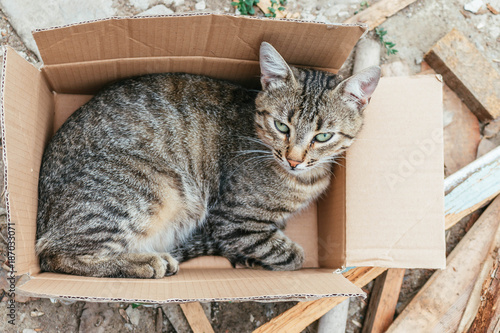 gray-brown cat in a box
