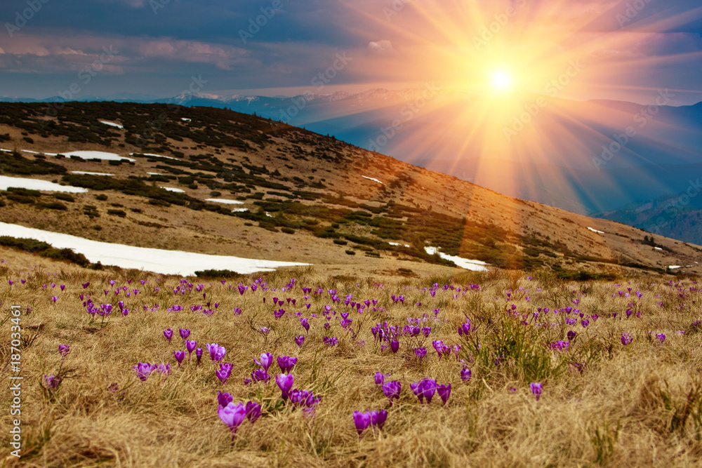 Beautiful first spring flowers. View of close-up blooming violet crocuses in the mountains. Natural background.