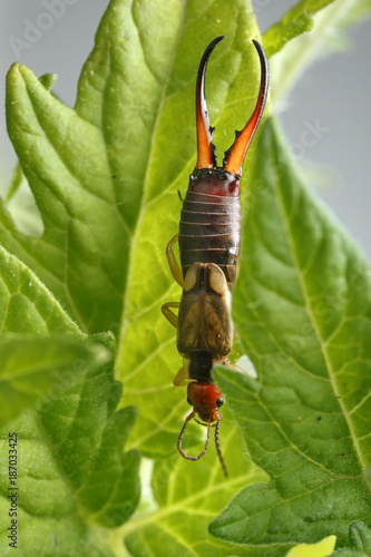 Earwig licks tip of its right antenna while is hanging upside down at tomato plant leaf. This beautiful insect can be a pest or an ally for farmers