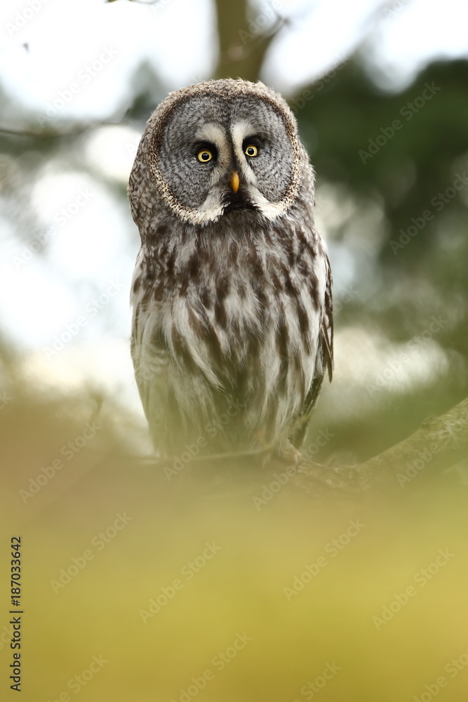 Obraz premium Strix nebulosa. Photographed in the Czech Republic. Owl on the tree. Nature. From Owl's Life. Great owl. He lives in the north of Europe.