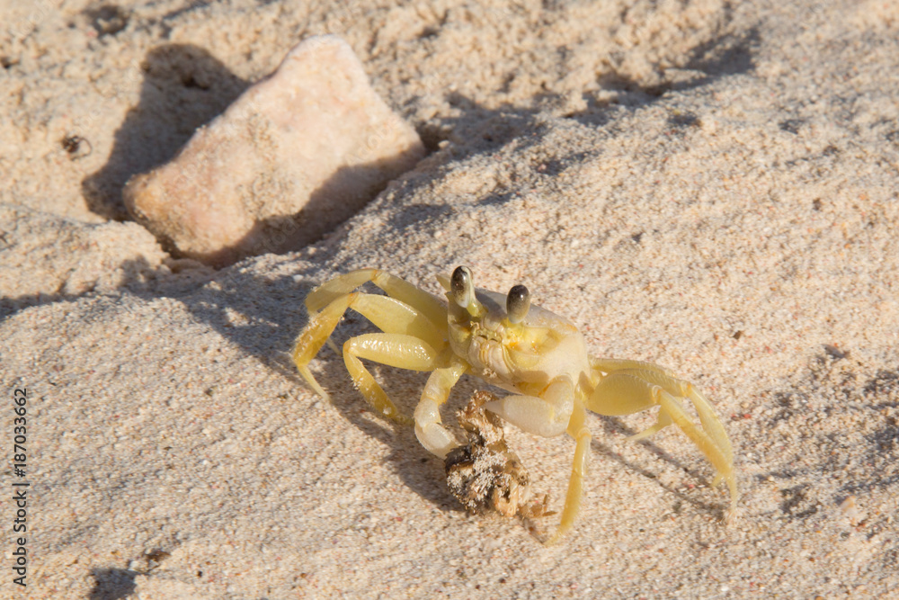 Krebs mit Beute (kleiner toter Krebs) am Strand Krebs mit Beute (kleiner toter Krebs) am Strand