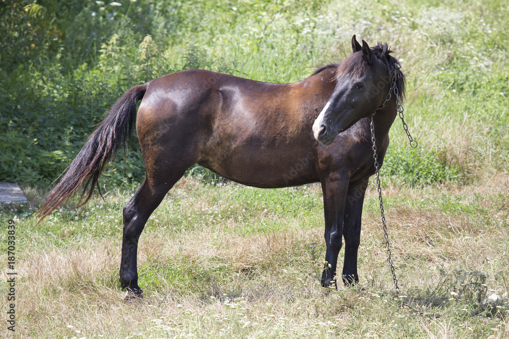 Schwarzes Pferd auf Wiese Schwarzes Pferd auf Wiese