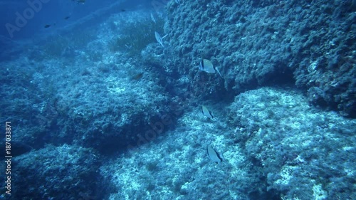 Dusky grouper (Epinephelus marginatus) floats in Mediterranien sea. photo