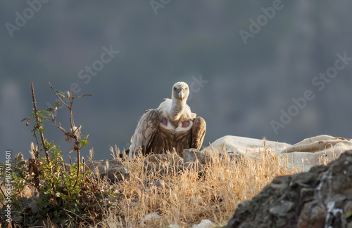 Griffon Vulture