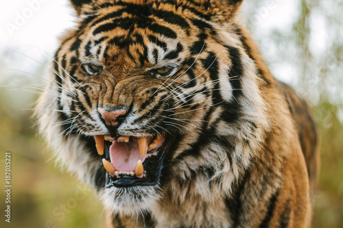 angry looking and wild roaring sumatran tiger