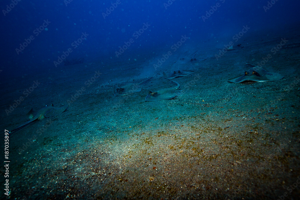 Fototapeta premium Stingray