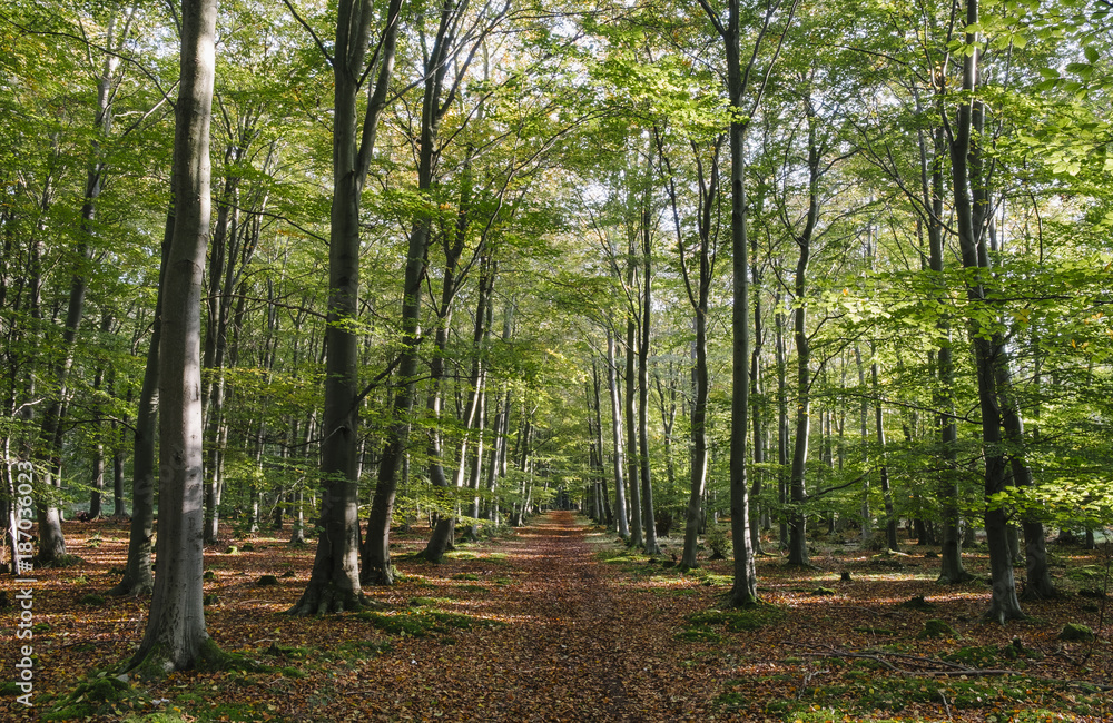 Sunlight over a track through Beech woodland in early Autumn. No Sunlight over a track through Beech woodland in early Autumn. No