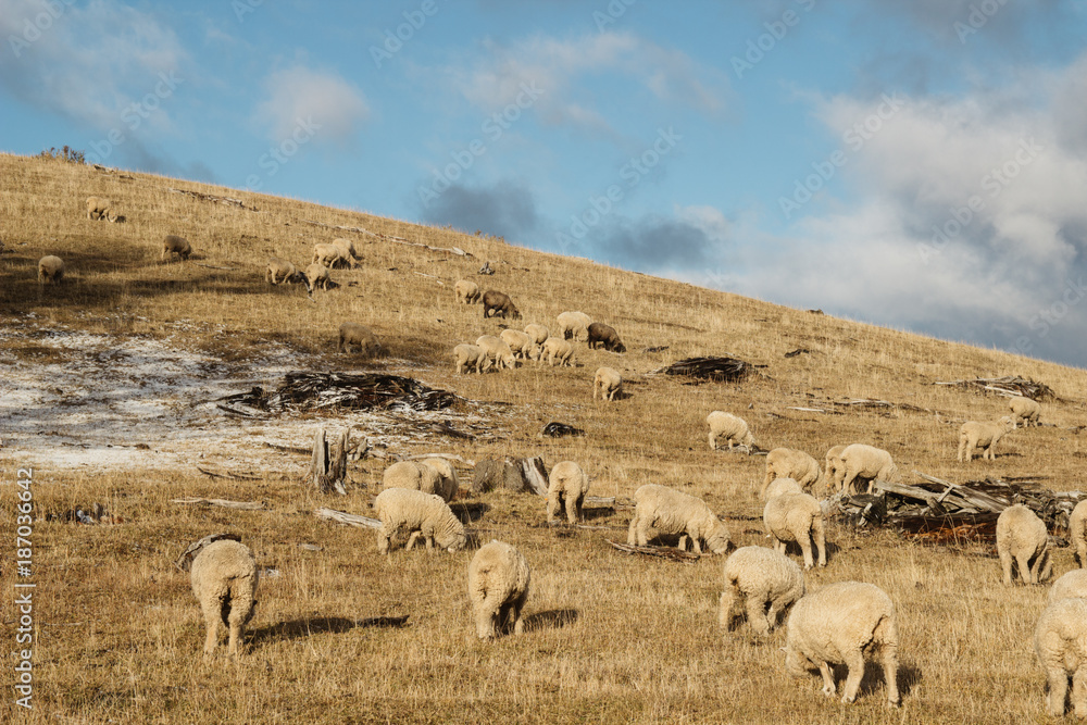 Sheep on hillside in Coyhaique, Southern Chile. Sheep on hillside in Coyhaique, Southern Chile.