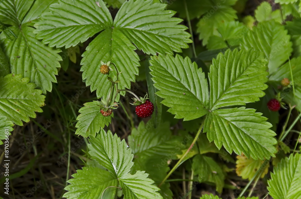 Part from glade with wild strawberry fruits and leaf, Plana mountain, Bulgaria Part from glade with wild strawberry fruits and leaf, Plana mountain, Bulgaria