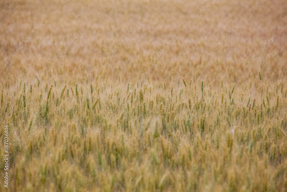 Picturesque mature, golden-brown field, yellow wheat at sunset. Grain harvest in summer. Picturesque mature, golden-brown field, yellow wheat at sunset. Grain harvest in summer.