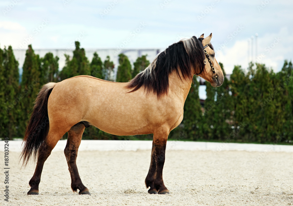 Fototapeta premium Paso Fino horse in stud farm 
