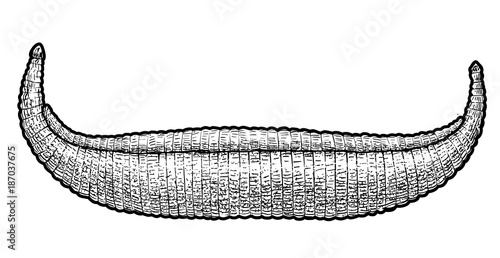 Reed boat illustration, drawing, engraving, ink, line art, vector