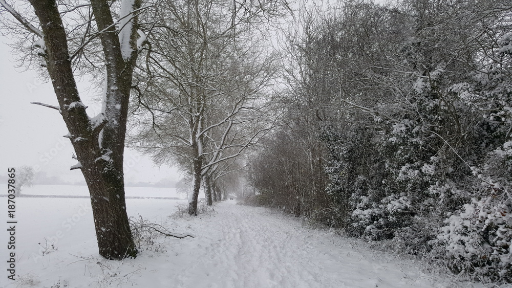 English snow tree lined avenue scene English snow tree lined avenue scene