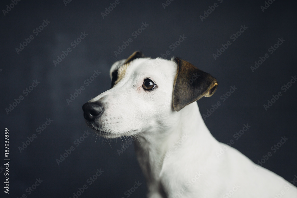 Studio portrait of a cute jack russell Studio portrait of a cute jack russell