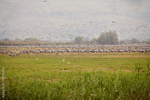 Thousands of Gray Cranes flocking and nesting in shallow water of the Agamon Hula Lake National Park, Northern Israel. Bird migration along flyway between breeding and wintering grounds photo