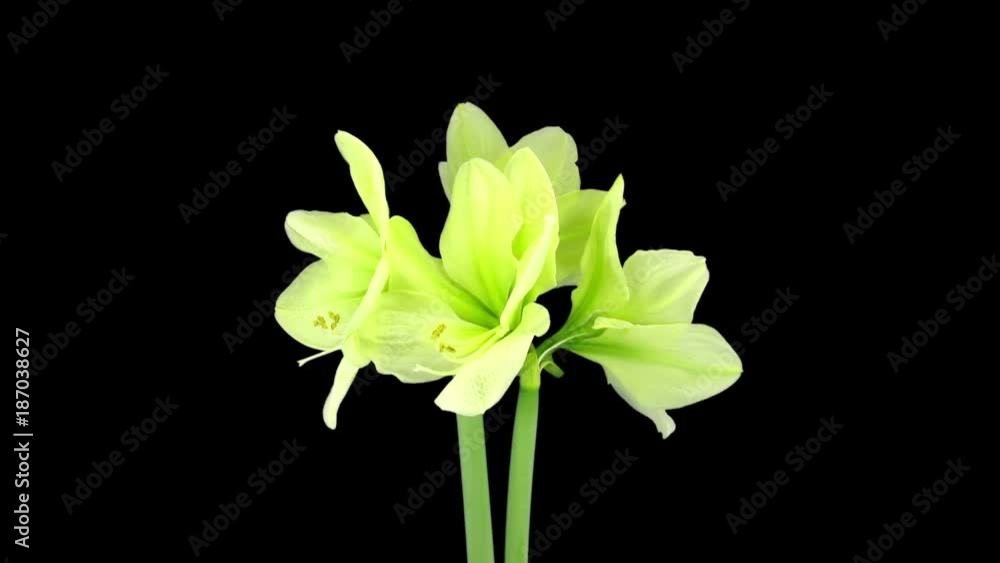Time-lapse of rotating, growing and opening greenish amaryllis Fantasy Christmas flower 1c3 in RGB + ALPHA matte format isolated on black background Time-lapse of rotating, growing and opening greenish amaryllis Fantasy Christmas flower 1c3 in RGB + ALPHA matte format isolated on black background