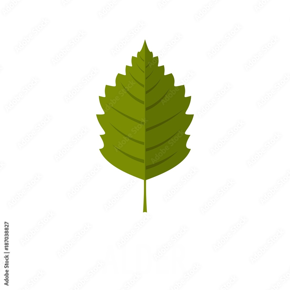 Alder leaf icon. Flat illustration of alder leaf vector icon isolated on white background Alder leaf icon. Flat illustration of alder leaf vector icon isolated on white background
