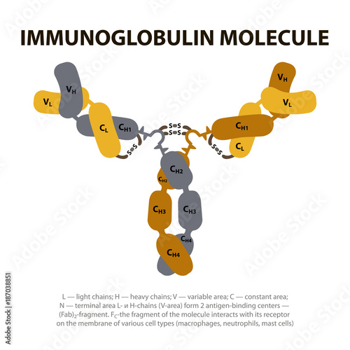Structure Immunoglobulin Molecule. Protective cell of the body.
