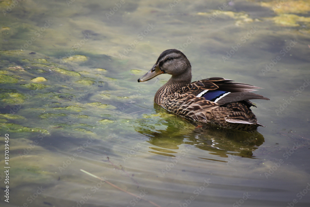duck duck