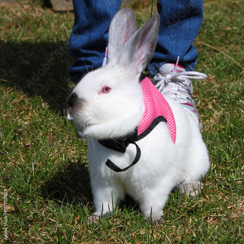 bunny