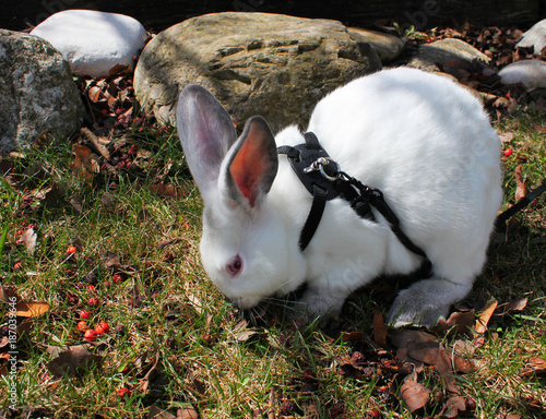 bunny