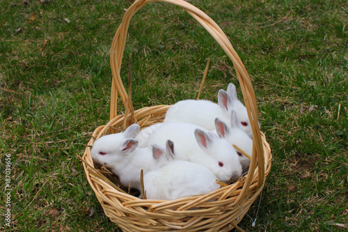 bunny