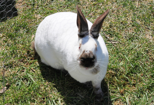 rabbit