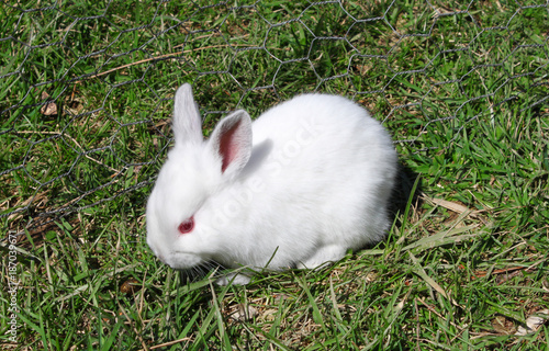bunny
