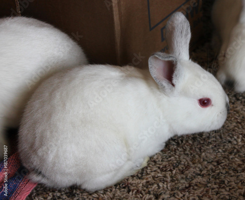 Bunny