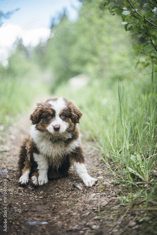 Puppy Puppy