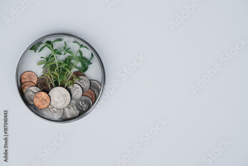 Plant on a white background growing from money in circular glass shape photo