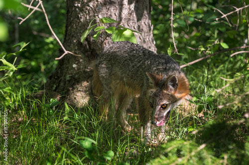 Grey Fox Vixen  Urocyon cinereoargenteus  in Woods