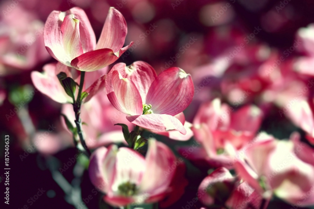Fototapeta premium Blooming cherry tree, closeup.