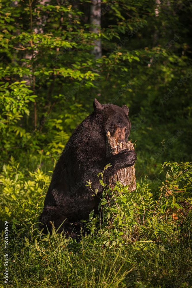 Obraz premium Adult Female Black Bear (Ursus americanus) Forages in Stump